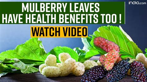 mulberry leaf powder benefits.